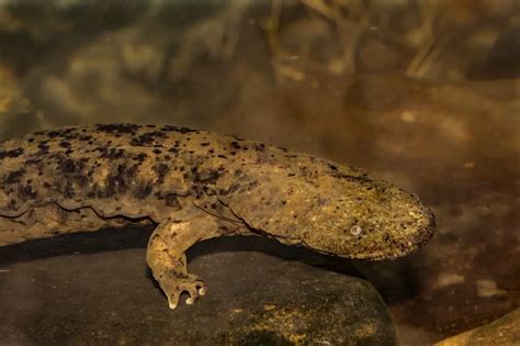 Top 20 Giant Salamander Facts for kids - Amphibian Life