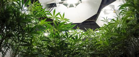 How to Grow Cannabis Indoors - Medical Marijuana, Inc.