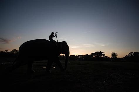 Elephant silhouette at sunset 10383576 Stock Photo at Vecteezy