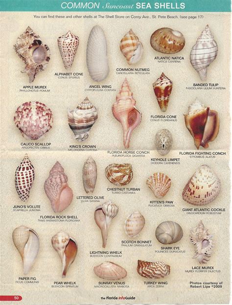 SEASHELL-FIND YOURS | Sea shells, Shells and sand, Seashell crafts