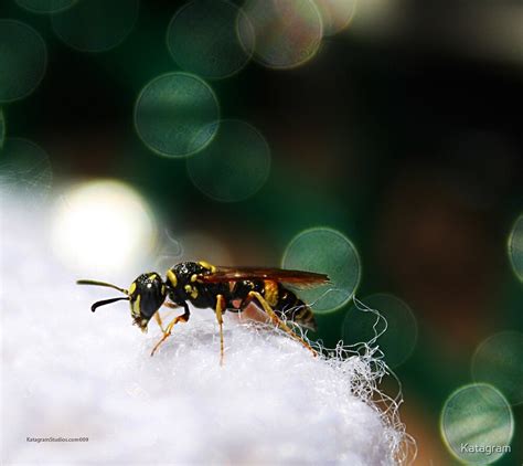 "Baby Wasp" by Katagram | Redbubble