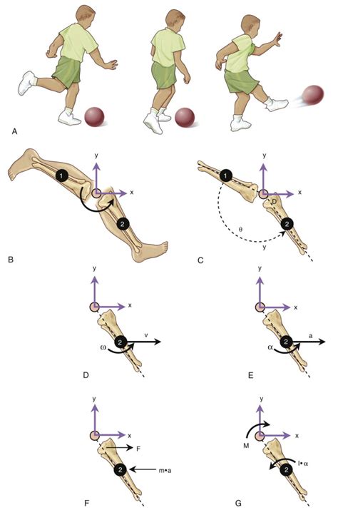 Basic Concepts in Biomechanics | Musculoskeletal Key