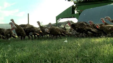 Heritage Turkey Farming - YouTube