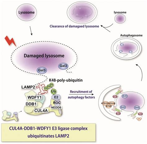 Molecular tags reveal how damaged lysosomes are selected and marked for clearance