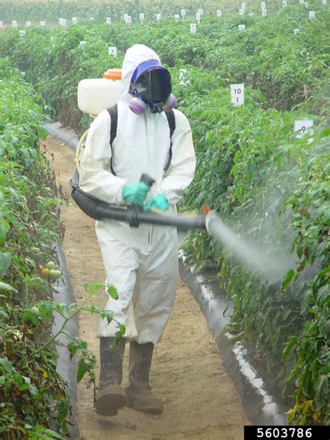 farm equipment on garden tomato (Solanum lycopersicum ) - 5603786