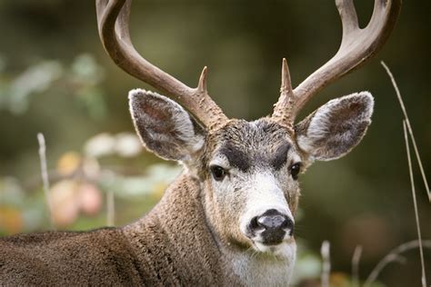 Five Tips To Bowhunting Early Season Blacktails - Game & Fish