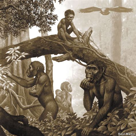 Australopithecus africanus in Trouble | Grand singe, Évolution humaine ...