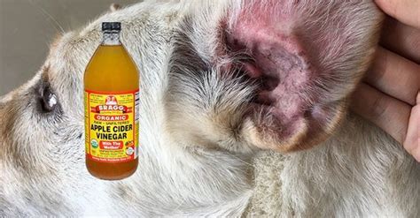 Apply Apple Cider Vinegar To Your Dog’s Ear The Second You Notice Any ...