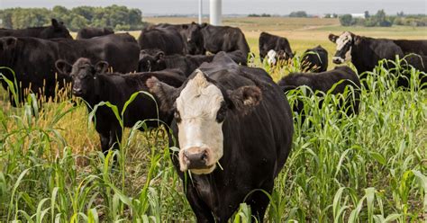 What Are The Different Systems and Benefits of Grazing?