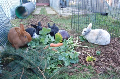 grünfütterung kaninchen - Kaninchen Ratgeber