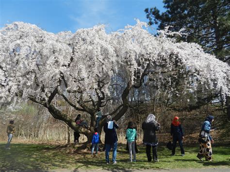 Newark Cherry Blossom Festival and Vegan Meals - Vegan World Trekker ...