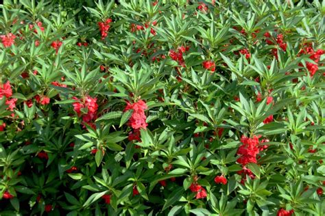 Garden Balsam S Flowers Blooming on Tree. Stock Photo - Image of balsam ...