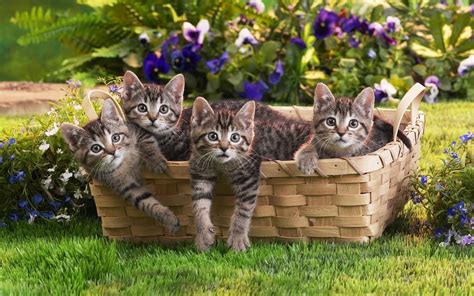 Four silver tabby kittens in basket HD wallpaper | Wallpaper Flare