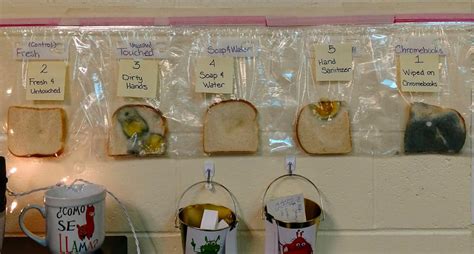 This school science experiment will make you want to wash your hands: ‘So disgusting’