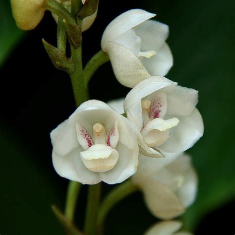 EXPOR ORQUIDEAS.COM: Peristeria elata | Flores orquideas, Flores raras ...