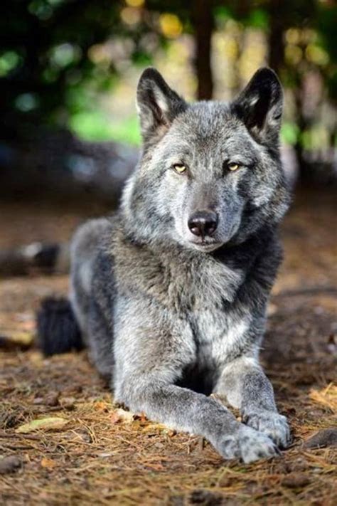 40 Majestic Gray Wolf Pictures - Tail and Fur