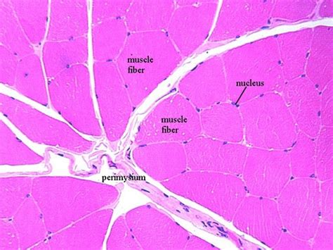 perimysium histology - Google Search in 2020 | Skeletal muscle, Muscle ...