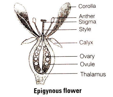 In epigynous flower , ovary is situated below the ……… . - Sarthaks ...