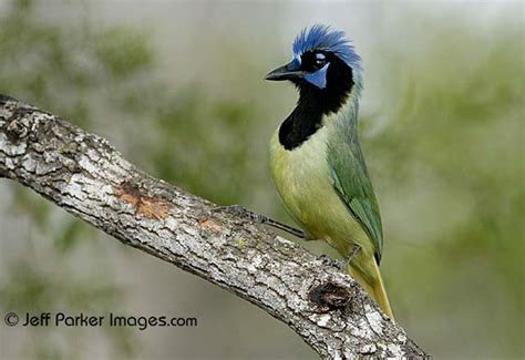 Photographing Wildlife in the South Texas Brush Country - Apogee Photo ...