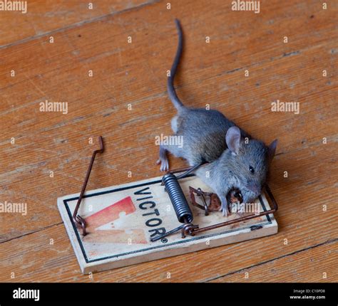 Common house mouse (Mus musculus) in trap, dead, caught Stock Photo - Alamy