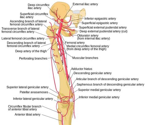 Vastus Lateralis Anatomy Orthobullets 6068 | The Best Porn Website