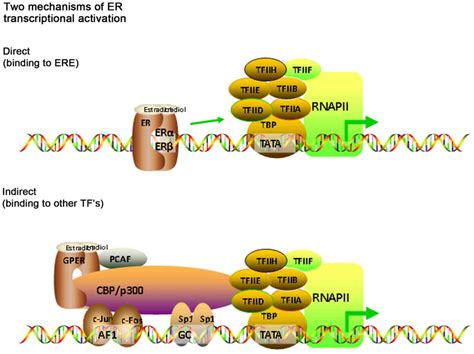 Estrogen Receptor Pathway