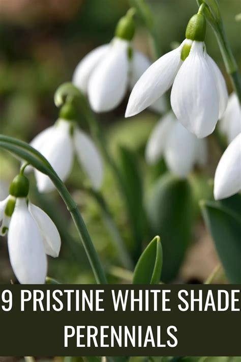 9 Pristine White Shade Perennials For Low Light Gardens