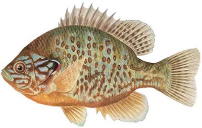 Fish Identification: Pumpkinseed Sunfish (Lepomis gibbosus)