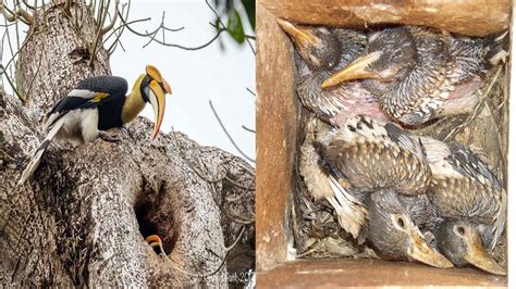 Watch Rare Video Hornbill Bird Nesting | Jungle Clips | - YouTube