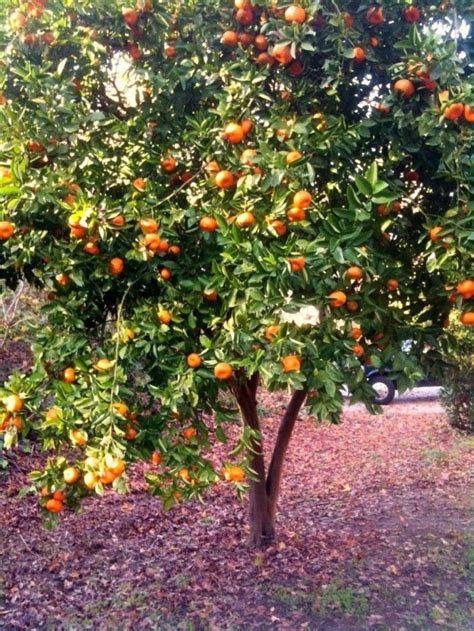 Satsuma Tangerine Tree | Satsuma tree, Tangerine tree, Mandarin tree