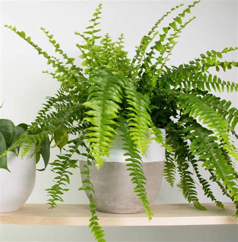 Boston-Fern-in-White-Dipped-Concrete-Pot – Coolgarden.me