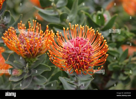 Protea flowers in the Kirstenbosch National Botanical Gardens in Cape Town South Africa Stock ...