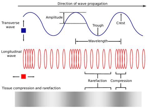 Transverse waves & Longitudinal waves | Science online