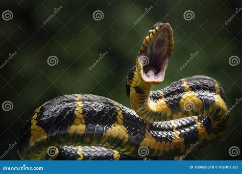 Snakes attack the prey stock photo. Image of npoisonous - 109656878