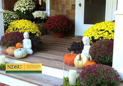 Can Fall Potted Mums Be Planted Outdoors at Season’s End? – Everybody's ...