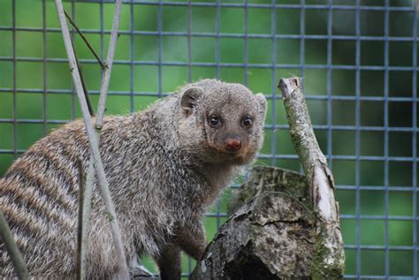 Banded Mongoose • Fun Facts & Information For Kids