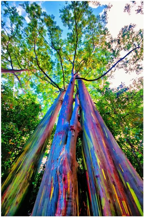 Conoce el Eucalipto Arcoíris, Un árbol inusual y atractivo. » El ...