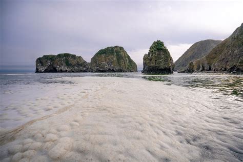 Kamchatka, an ecological disaster is causing mass death of marine wildlife - LifeGate