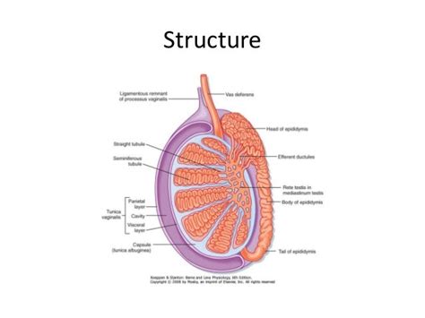 Testis & spermatic cord