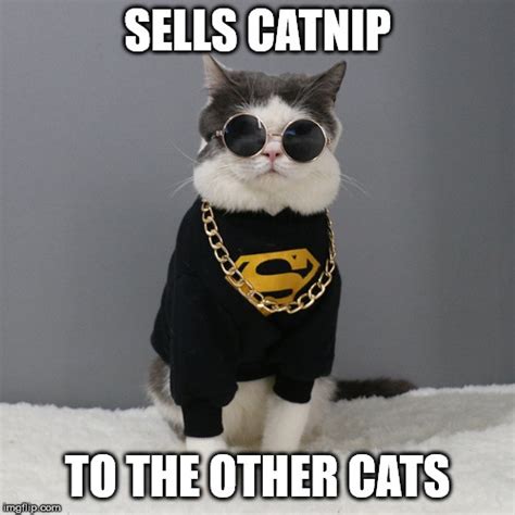 catnip cat - Imgflip