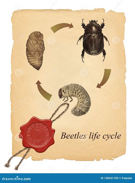 Old Paper Texture Image with Red Wax Seal Stamp. Scarab Beetle Stock Image - Image of cycle ...