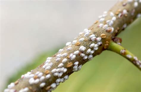 White Bugs on Plants? Here’s How to Get Rid of Them - Hort Zone