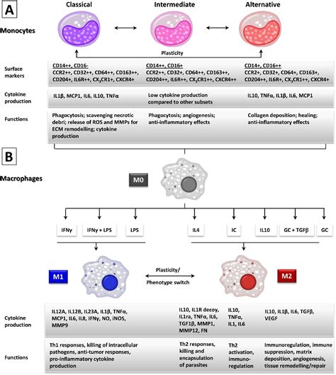 Monocyte and macrophage subsets along the continuum to heart failure: Misguided heroes or ...