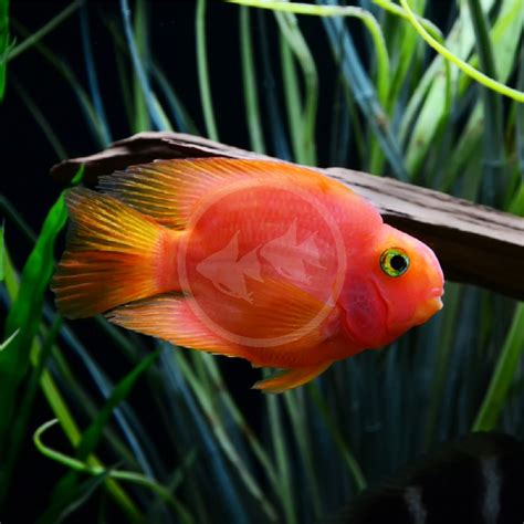 CICHLID - PARROT BLOOD / RED Amphilophus citrinellus × Heros severus ...