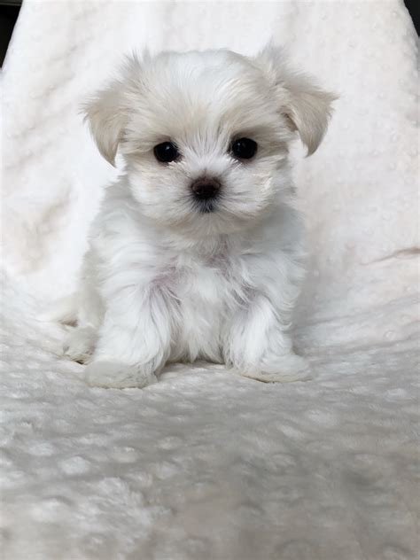 Teacup Maltese short nose puppy for sale! - iHeartTeacups