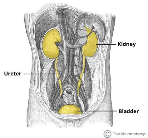 The Kidneys - Position - Structure - Vasculature - TeachMeAnatomy