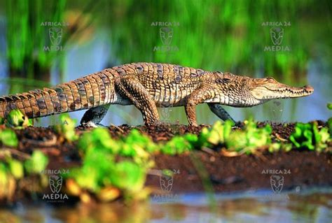 Lake Baringo | Up to five metres in length, the crocodile is a design success story; it is ...