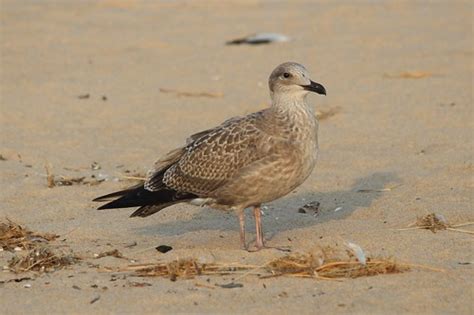 Juvenile Herring Gull | Tiscornia Park; St. Joseph, MI. | Flickr