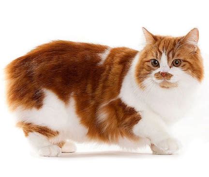 Cymric Cat Breed Information