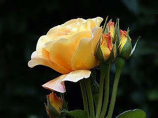 Burma Star. | Large apricot-yellow,fragrant flowers set agai… | Flickr